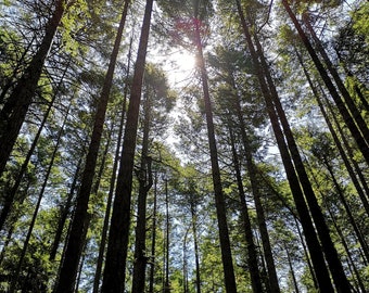 Majestic Forest PRINT -  west coast trees photo wall art pine woods, pnw pacific north west sunshine through trees woodland british columbia