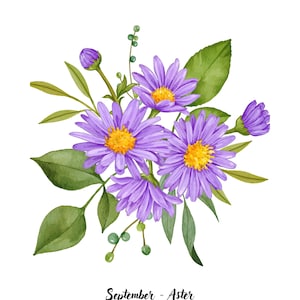 Puede incluir: Una pintura de acuarela de flores de aster púrpura con hojas y capullos verdes. El texto "Septiembre - Aster" está escrito debajo de las flores.