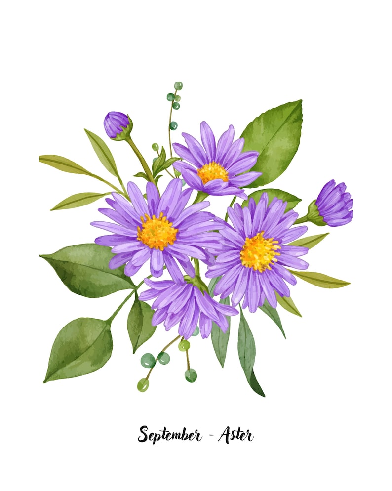 September Birth Flower Art: Watercolor Aster Print (PNG File ...