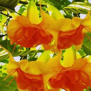 May include: Close-up of vibrant orange and yellow trumpet-shaped flowers with long, slender stamens. The flowers are surrounded by green leaves and stems, creating a natural, botanical theme. The petals have a layered appearance.