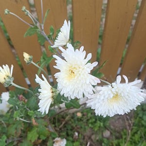 200 Samen Perle Gem Mum Chrysantheme Blume