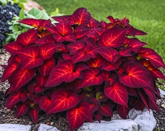 Superfine Rainbow Volcano Coleus do ogrodu roślinnego 25 nasion