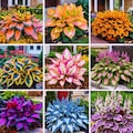 Hosta Perennial for Planting Outdoor Garden Non GMO Hardy 160 Seeds product logo