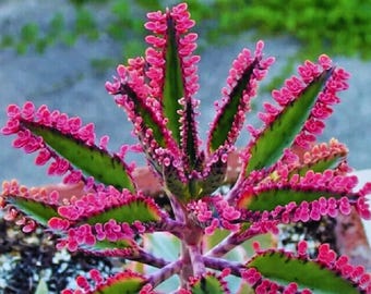 カランコエ ピンクバタフライ 多肉植物 盆栽 鉢植え 種子 50個入り