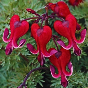 May include: Close-up of a cluster of vibrant red bleeding heart flowers. Each heart-shaped bloom has a white-edged, downward-curving petal. The flowers are attached to dark purple stems, set against a backdrop of green foliage.
