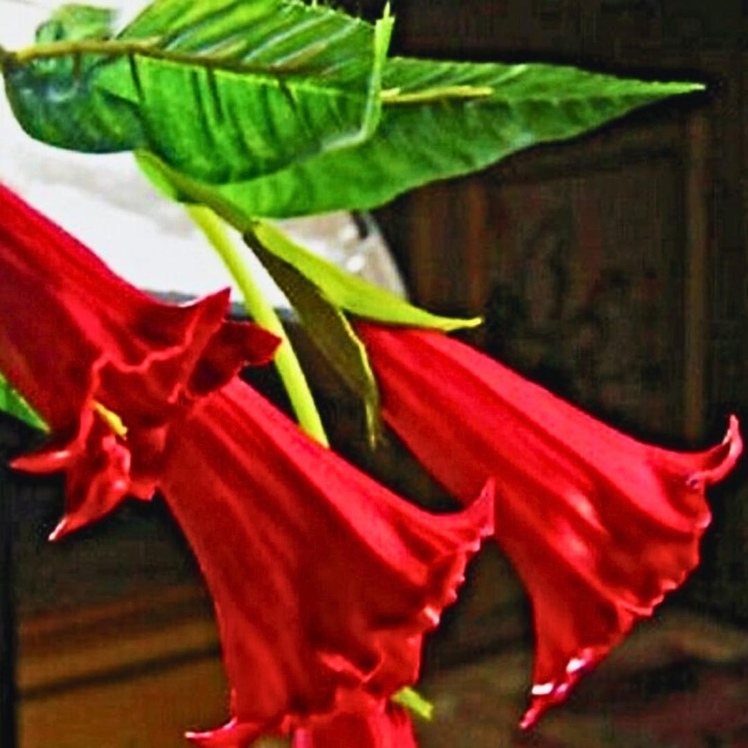 Candy Red Angel Trumpet Flowers Brugmansia Datura 10 Seeds - Etsy
