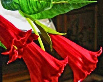 Candy Red Angel Trumpet Flowers Brugmansia Datura 10 Seeds