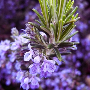 May include: Close-up of a rosemary plant with vibrant green leaves and delicate purple flowers. The image showcases the plant's texture and color contrast, with a blurred purple background.