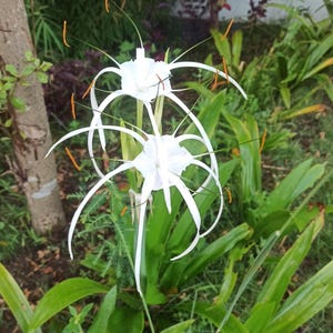 Crinum Asiaticum Giant White Spider Lily  Bulbs Starter Plant 4 Seeds