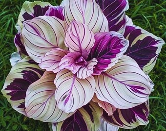 Calathea Purple Beauty para plantar en el jardín (25 semillas)