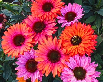 Sunseeker Rainbow Coneflower Echinacea Fiore Perenne 50 Semi