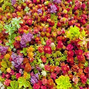 Succulent Groundcover - Etsy