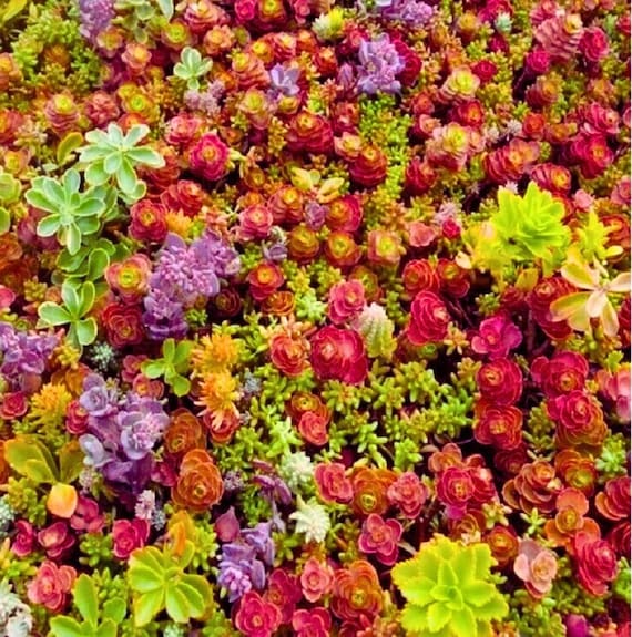 grass seed at lowes Low Maintenance Grass Seed — Rohrer Seeds