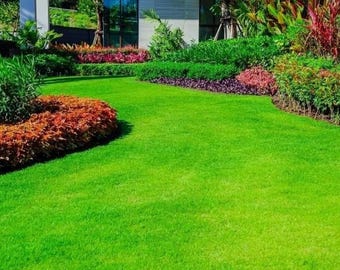 Emerald Zoysia Grass Premium Lawn Turf Drought & Heat Tolerant 500 Seeds
