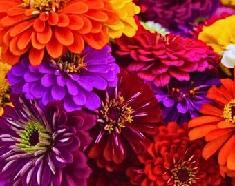 Kalifornisk jättezinnia, icke-GMO-arvsväxt, 100 frön