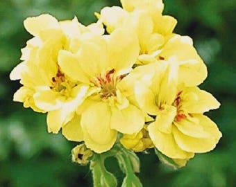 希少な黄色のゼラニウム 10粒 | 育てやすい多年草 | 明るいコテージ