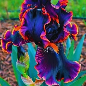 Könnte beinhalten: Nahaufnahme einer lebendigen Irisblüte. Die Blütenblätter zeigen einen Farbverlauf von tiefem Lila zu leuchtendem Orange und Magenta. Die komplizierten Details und Texturen der Blume sind sichtbar, mit grünem Laub im Hintergrund.