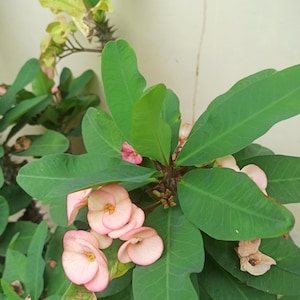 100 seeds Euphorbia Milii Hybrid Middle Crown Of Thorns Graptopetalum Rusbyi