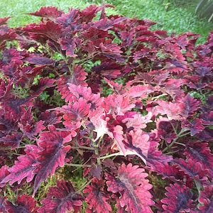 25 seeds Coleus Black Dragon Flower Garden