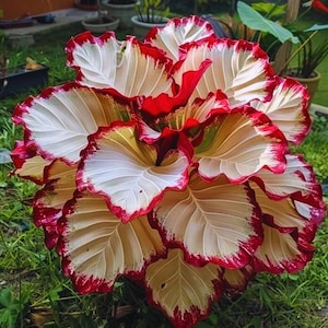 calathea alocasia Alocasia Black Velvet – Hey Rooted main image 1