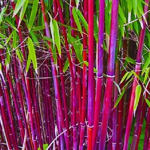 Siergras Bamboo - Etsy