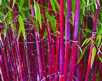 Umbrella Bamboo (fargesia Murielae) Seeds - Etsy