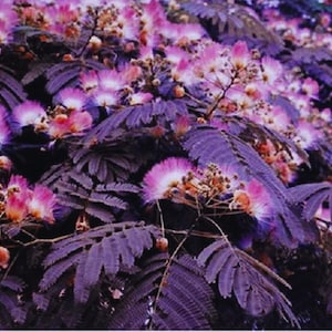 Summer Chocolate Mimosa Tree Silk Tree Albizia julibrissin 10 Seeds
