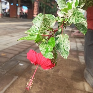Red Hibiscus Beautiful Hardy Perennials 100 Seeds