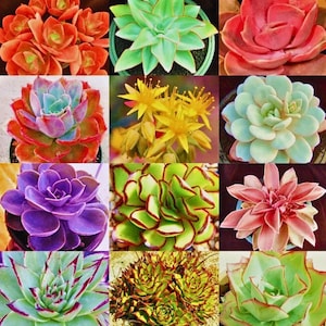 Puede incluir: Un collage de nueve plantas suculentas en varios colores, incluyendo naranja, verde, rojo, morado y rosa. Las plantas tienen hojas gruesas y carnosas dispuestas en rosetas. Algunas están en macetas, otras florecen.