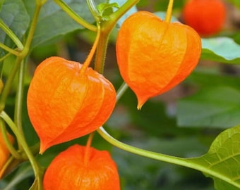 Tomate de tierra, uchuva, farolillo chino, sin OMG, 50 semillas