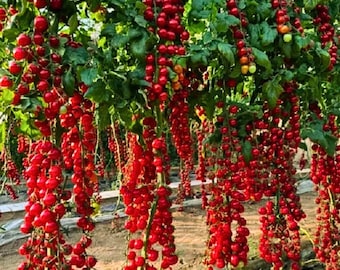 Tomate Cherry Cascada Ultra Dulce Raro Sin OMG 150 Semillas