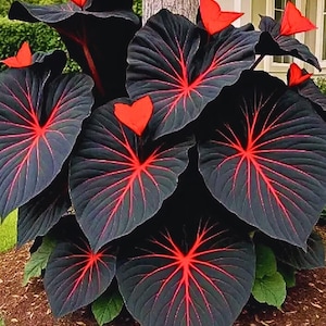 May include: A close-up of a plant with large, dark leaves featuring striking red veins. The plant has several red, heart-shaped accents and is surrounded by mulch. The leaves have a textured appearance, and the plant is set against a natural background.