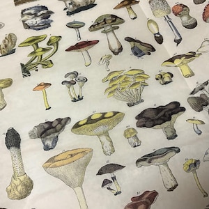 May include: A detailed illustration of various mushrooms in different shapes and colors, including brown, yellow, and red. The image features a variety of fungi, each labeled with a number, set against a cream-colored background.