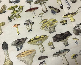 Vintage Mushrooms Tissue Wrap - Colorful 15x20 or 20x30 Packaging Gift Wrapping Paper Wedding Shower Mycology Muted Colors Detailed Drawings