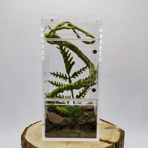May include: A clear acrylic terrarium with a green plastic plant and brown rocks. The terrarium is divided into two sections by a clear acrylic divider.
