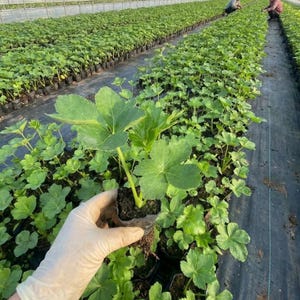 May include: A white ceramic mug with a black handle and the text "But First, Coffee" in a black, handwritten-style font. The mug is on a white surface.