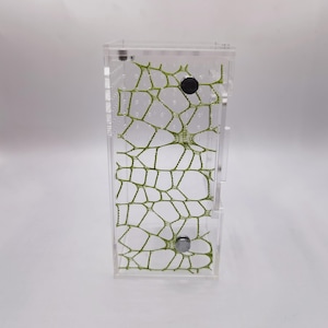 Pode incluir: Um formigueiro de acrílico transparente com um design estampado verde. O formigueiro tem dois pequenos ímãs redondos na lateral.