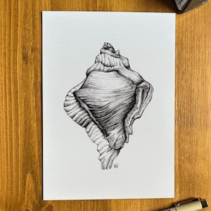 May include: A black and white ink drawing of a seashell. The shell is drawn in detail, showing its intricate ridges and curves.