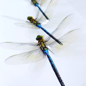 BLUE PLASTIC DRAGONFLIES  blue dragon butterfly Wings - fairy unicorn wings - 3D green dragonfly wings - adhesive butterfly wall art decor