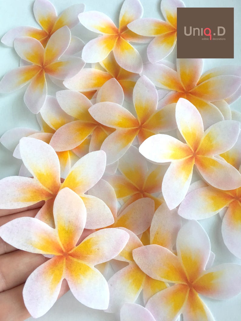 24 hawaiian edible flowers bright yellow Hibiscus edible ...