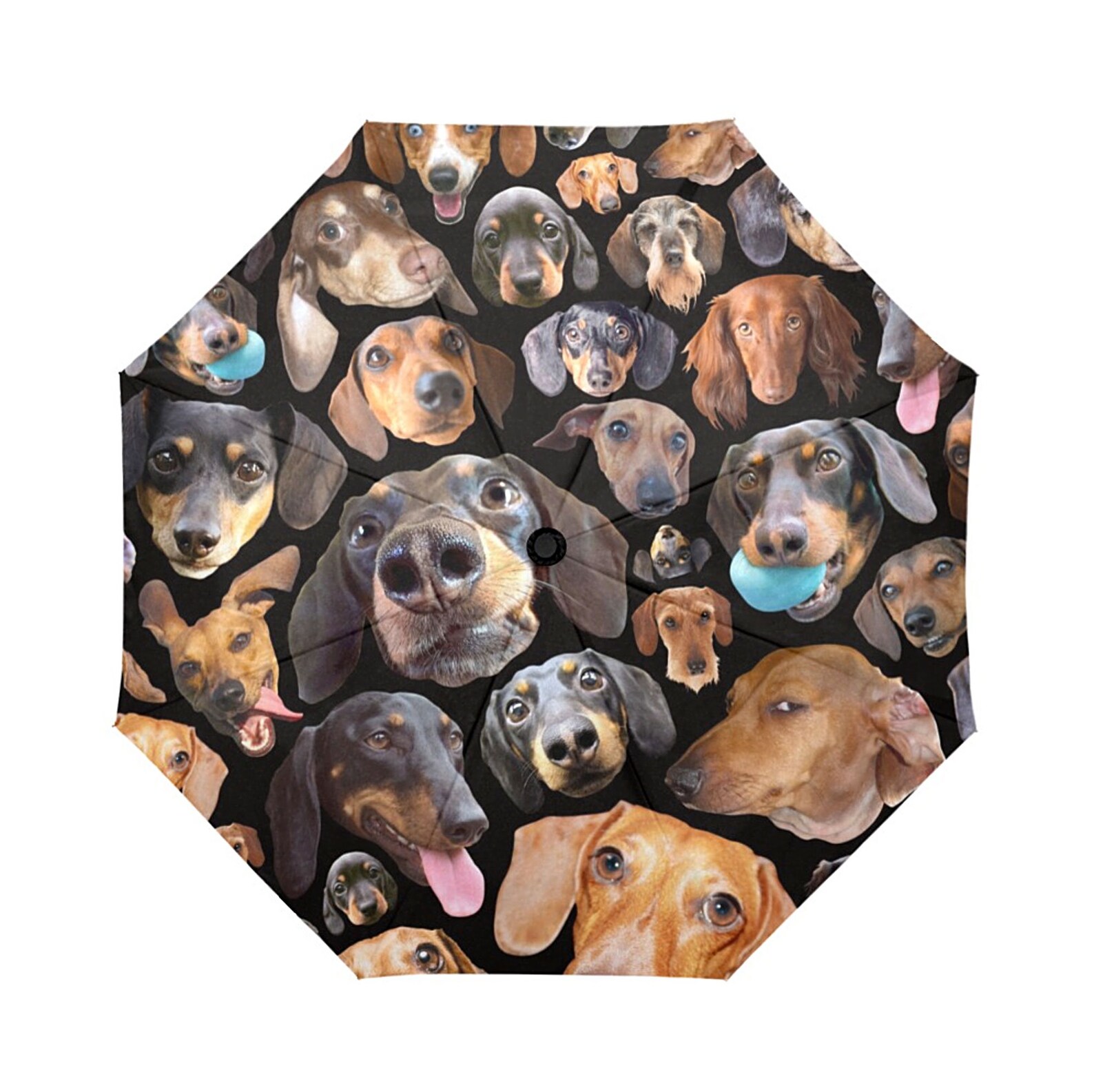 Dachshund Umbrella Dog Umbrella Funny Photos of Doxies Etsy