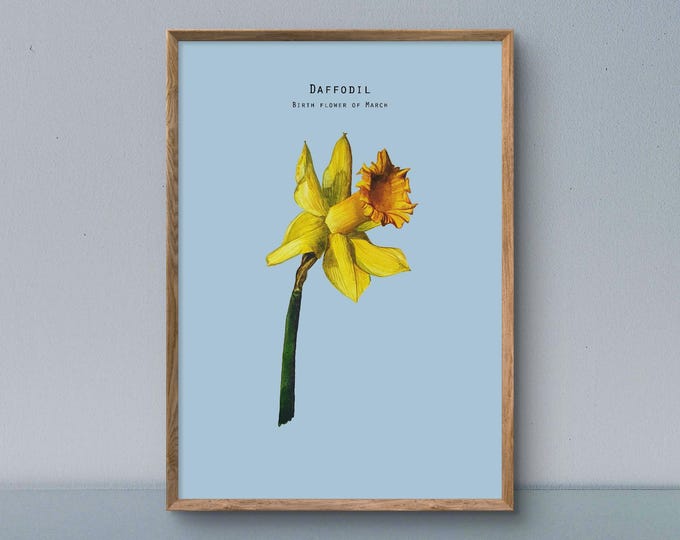 Birth Flower of March - Daffodil watercolour painting size A4 art print illustration