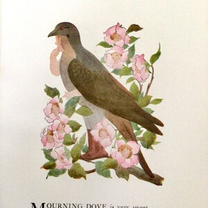 Bird Children, Dove/Flicker, 2-Sided Vintage Bookprints for Framing by Elizabeth Gordon, 1912