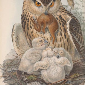 EAGLE OWL,  Vintage Unframed Bookplate, John Gould, Bird Print, Wall Decor