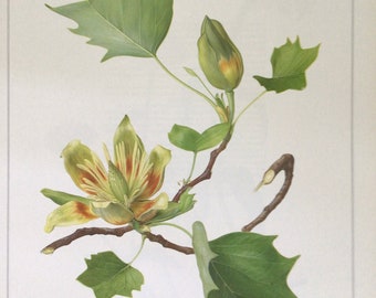 TULIP TREE, Beautiful Vintage Floral Print, 10.25” x 13.25”, illustration by Marilena Pistoia, Unframed Art, Unframed Book Print