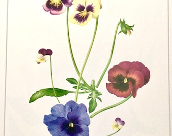 PANSY, Beautiful Vintage Book Print, 10.25” x 13.25”, illustration by Marilena Pistoia, Unframed Art, Unframed Flower Print