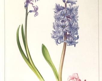 HYACINTH, Beautiful Vintage Floral Print, 10.25” x 13.25”, illustration by Marilena Pistoia, Unframed Art, Unframed Book Print