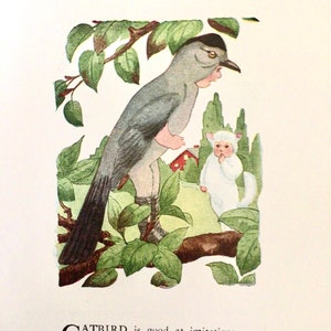 Bird Children, Catbird/King-bird,  2-Sided Vintage Bookprints for Framing by Elizabeth Gordon, 1912
