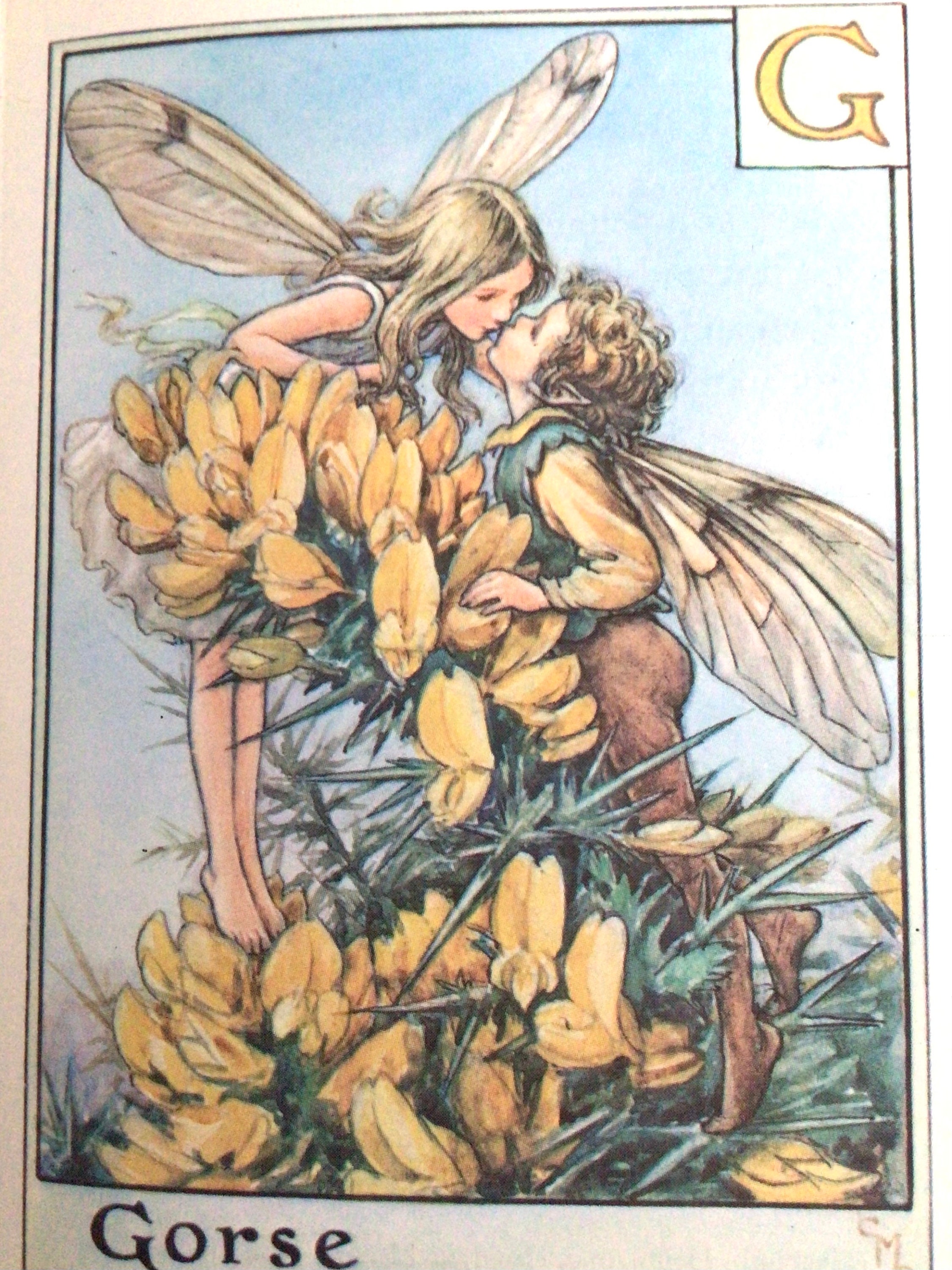Alphabet Flower Fairies, GORSE, Cicely Mary Barker, Small