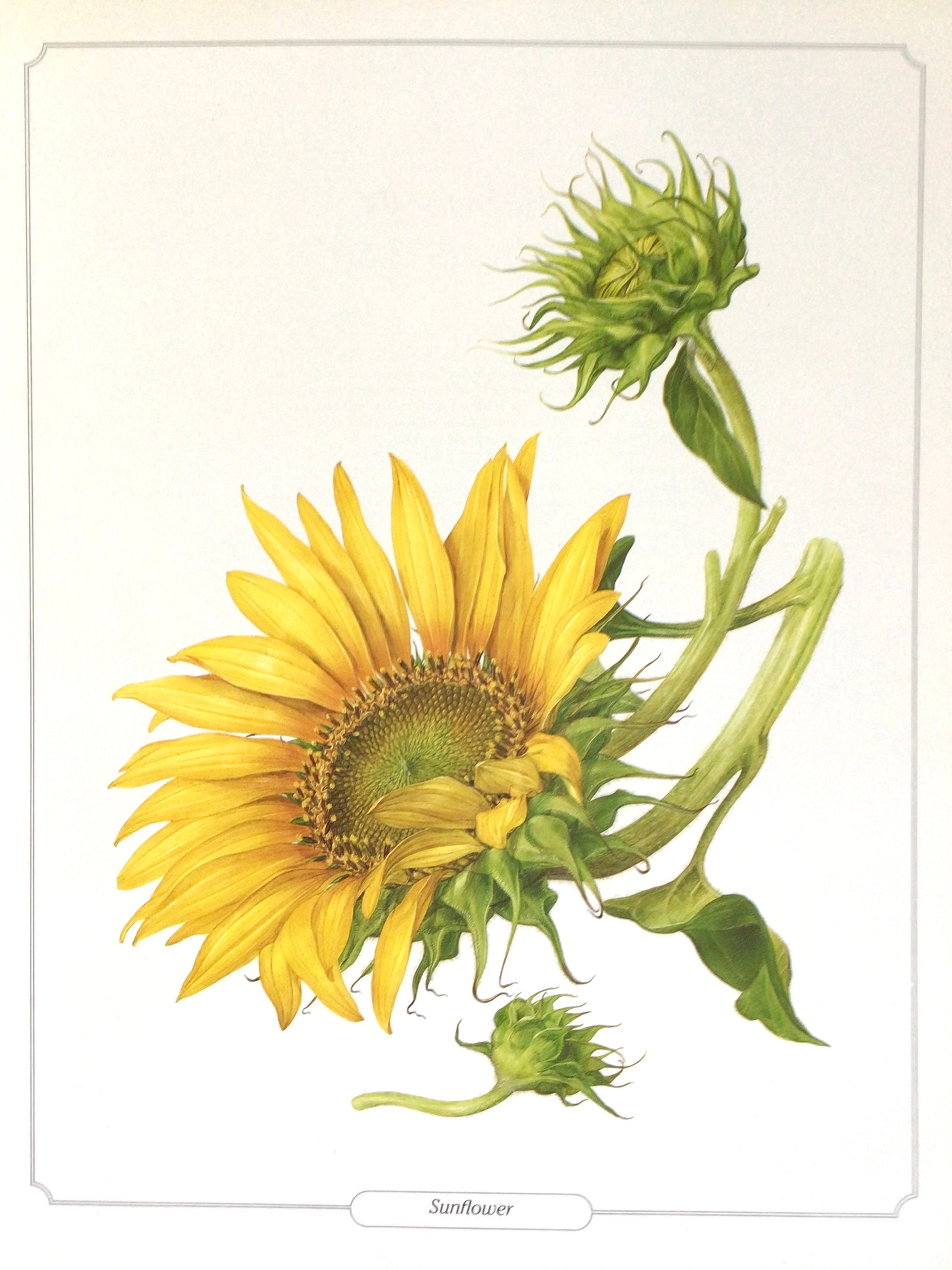 SUNFLOWER, Beautiful Vintage Floral Print, 10.25” X 13.25 ...
